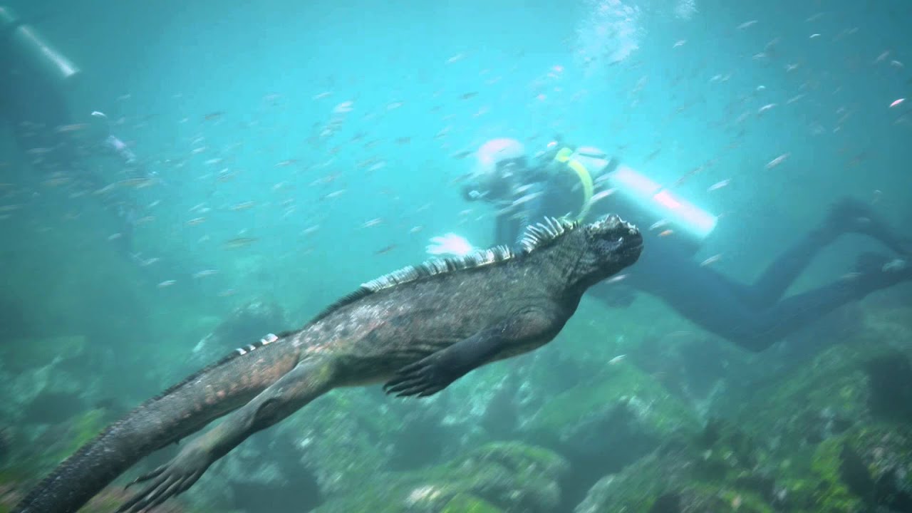 Marine Iguanas