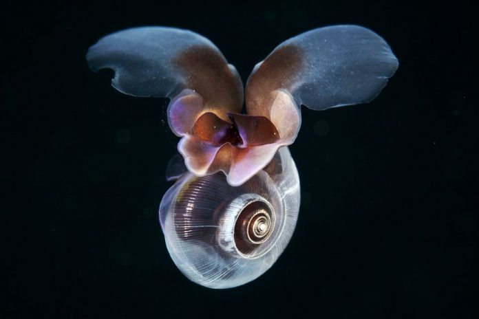 foto: Alexander Semenov