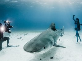 foto: Shawn Heinrichs