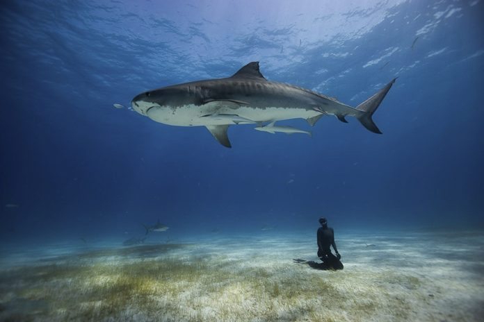 foto: One ocean One breath