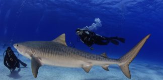 foto: Sharkschool