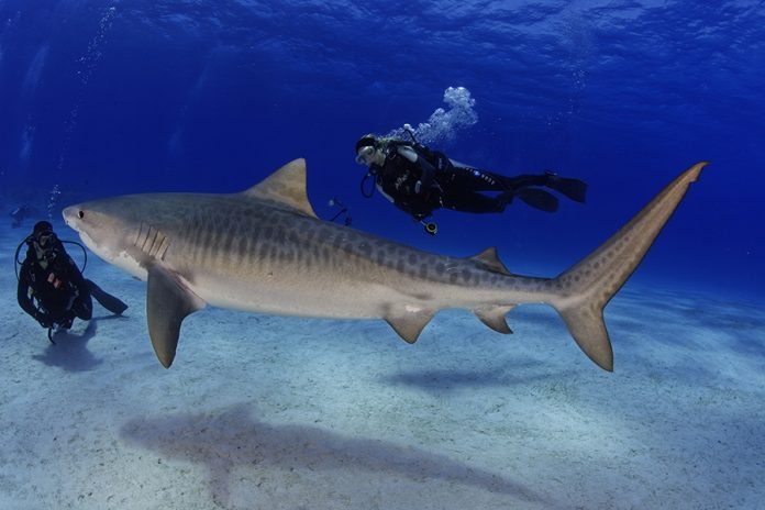 foto: Sharkschool