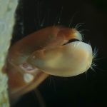 foto: Marinko Babić