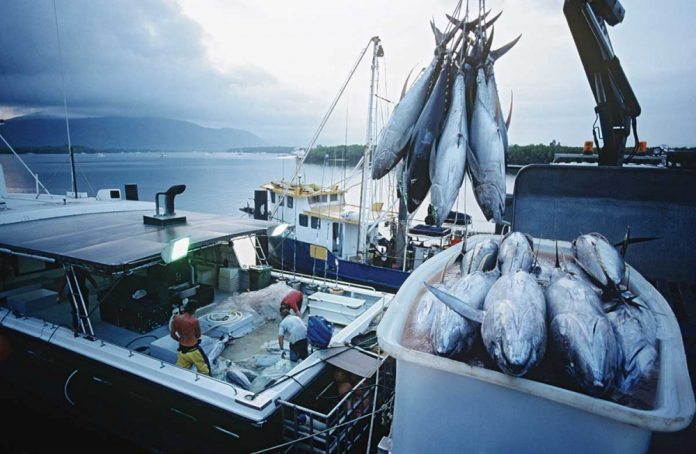 Predatorske ribe najčešće su na vrhu menija ljubitelja morske hrane, a prevelik izlov istih ima značajan utjecaj na cijele ekosisteme oceana