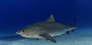 foto: Sharkschool