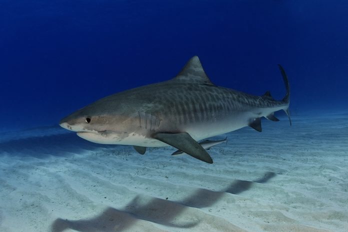 foto: Sharkschool