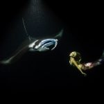foto: Shawn Heinrichs