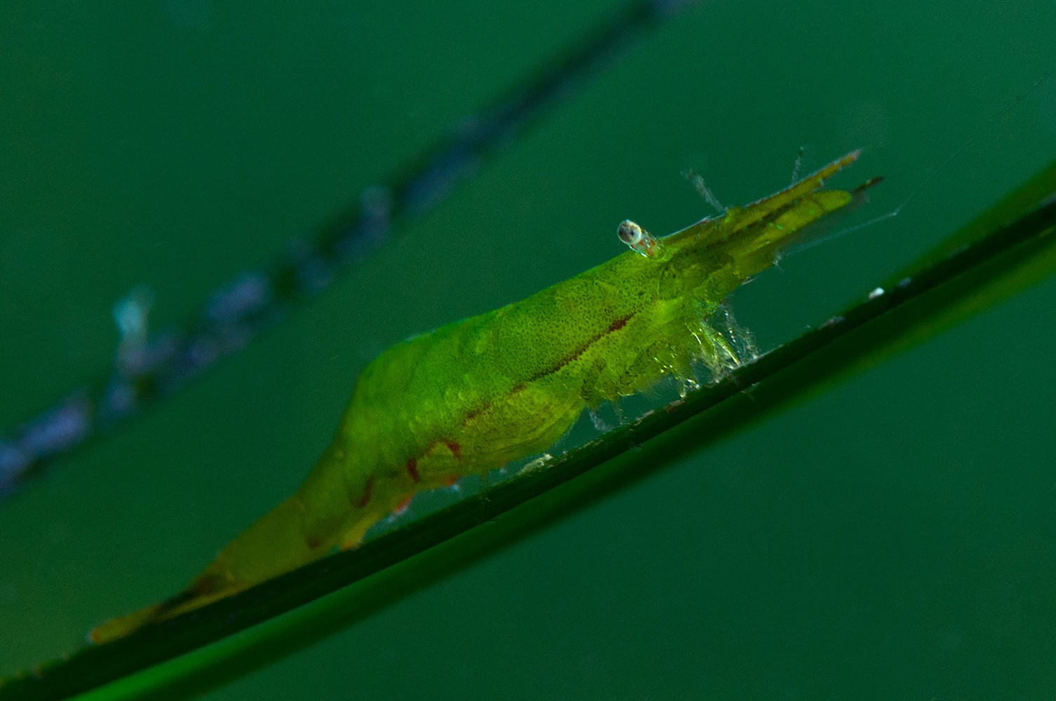 Zelena mekušica (Hippolyte inermis)
