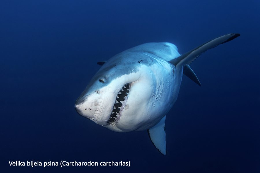 Stranica za upoznavanje s velikim brojem riba Australija