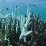 170310 great barrier reef death 04