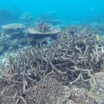 Dead staghorn coral