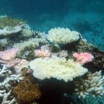 bleached coral in the great barrier reef data