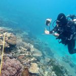 coral bleaching