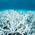 coral reef