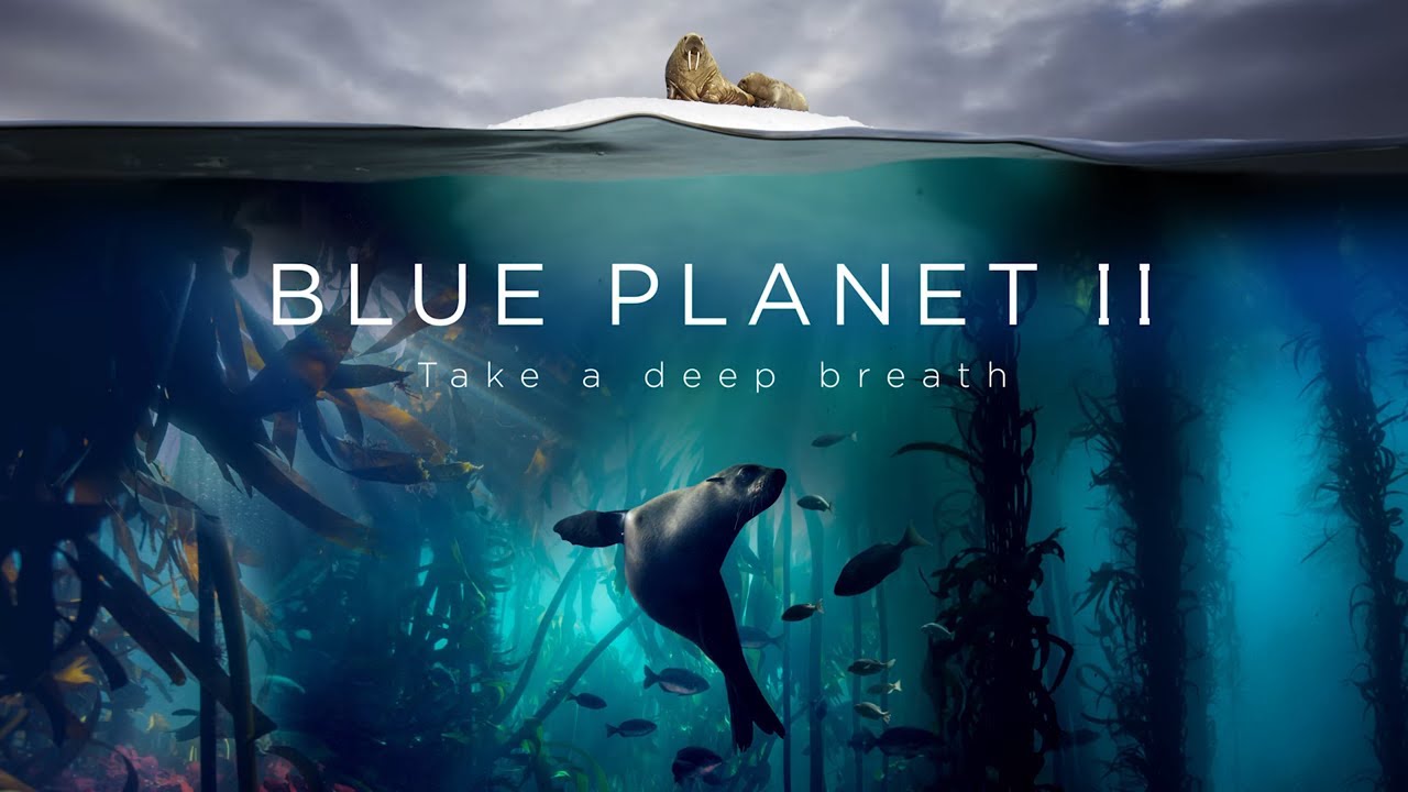 blue planet scuba diving blue planet scuba diving