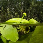 boracko jezero u bih. lokvanji i mirna povrsina pruzaju priliku za uvjezbavanje jednostavnih split fotografija