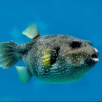 pufferfish-57u