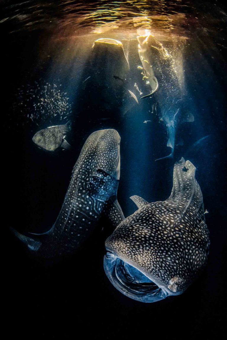 Rafael Fernandez Caballero / Underwater Photographer of the Year 2022