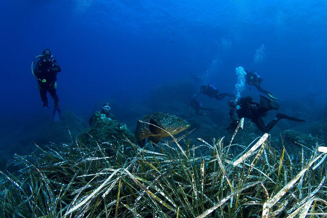Posidonia oceanica / FOTO: Udruga za prirodu, okoliš i održivi razvoj Sunce / SCUBAlife