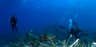 Posidonia oceanica / FOTO: Udruga za prirodu, okoliš i održivi razvoj Sunce / SCUBAlife