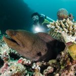 Maldivi 21 – Goran Butajla
