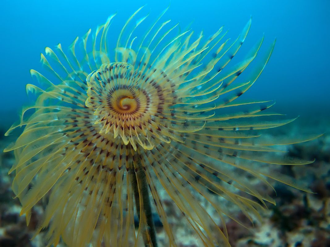 Sabella spallanzanii / FOTO: Marinko Babić