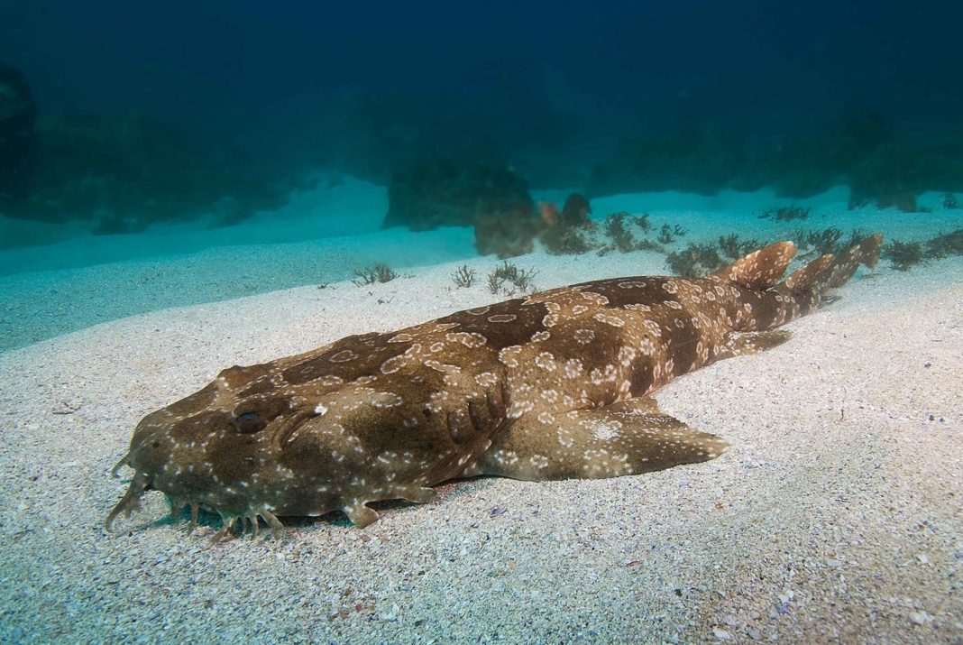 Wobbegong