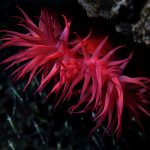 Crvena moruzgva (Actinia equina)