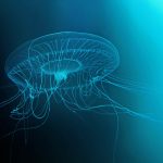 Hidromeduza (Aequorea aequorea)