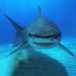 Tiger shark / FOTO: Nebojša Vojnović