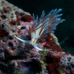 Puz golac (Cratena peregrina)