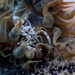Racic cistac (Periclimenes amethysteus)