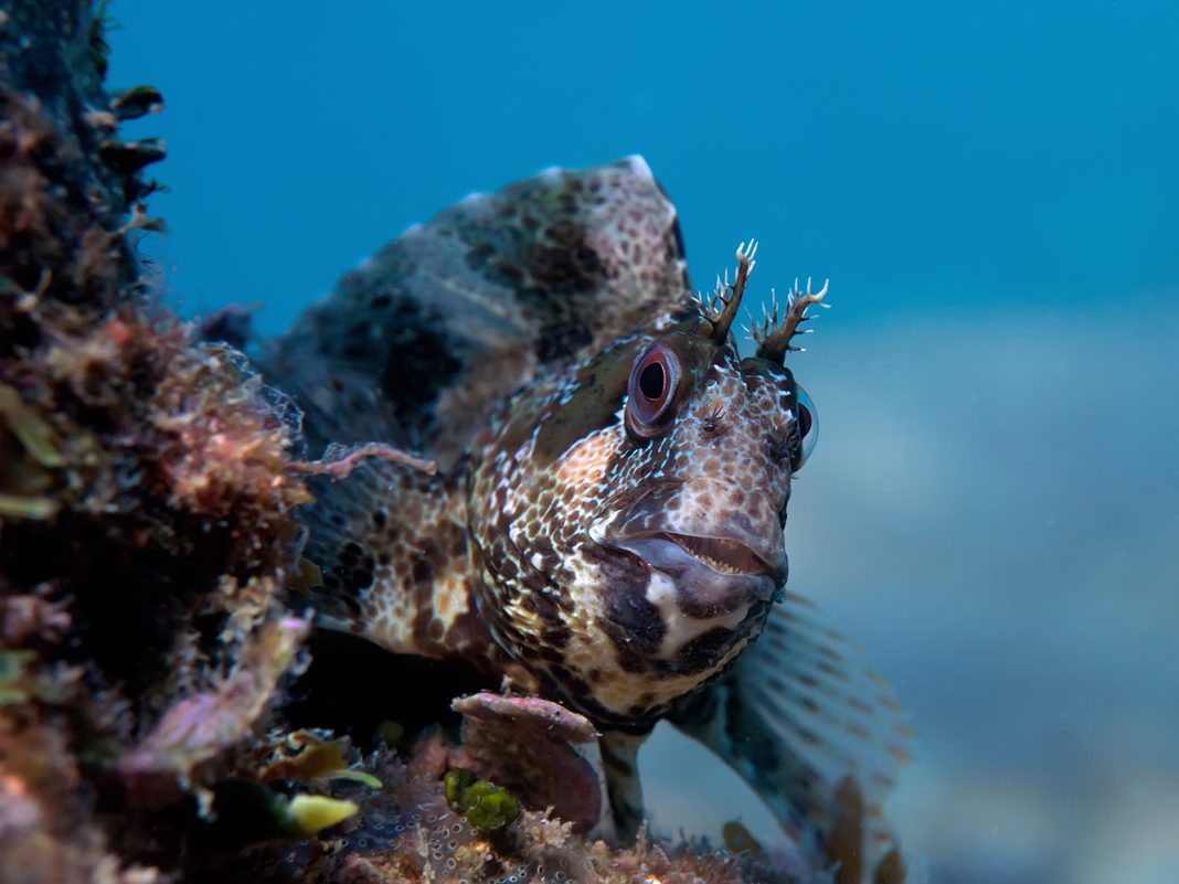 Slingurica mrkulja (Parablennius gattorugine) / FOTO: Marinko Babić