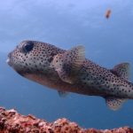 Spotted Porcupinefish (Diodon hystrix)