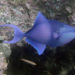 Red-toothed triggerfish (Odonus niger)