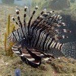 Volitans Lionfish (Pterois volitans)