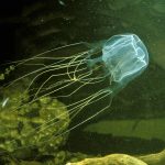 Morska Osa (Chironex fleckeri)