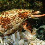 Cone Snail (Conidae)