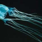 Morska Osa (Chironex fleckeri)