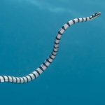 Kljunasta morska zmija (Enhydrina schistosa)