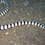 Kljunasta morska zmija (Enhydrina schistosa)
