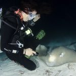uppps usklicnik gust nocni promet dovodi i do sudara pod vodom