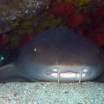 Nurse shark (Ginglymostoma cirratum) / FOTO: Damir Šantek
