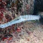 Atlantic Cornetfisha (Aulostomus strigosus) / FOTO: Damir Šantek