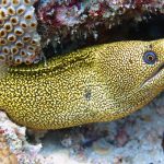 Goldentail moray (Gymnothorax miliaris) / FOTO: Damir Šantek