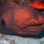 Stout moray (Muraena robusta) / FOTO: Damir Šantek