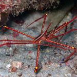 Yellowline arrow crab (Stenorhynchus seticornis) / FOTO: Damir Šantek