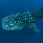 Whaleshark na Richelieu rocku / FOTO: Goran Butajla