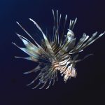Lionfish / FOTO: Goran Butajla / SCUBAlife