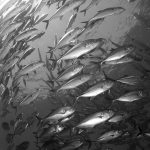 Ukusi se razlikuju, ali neki kažu da klasičan motiv ribljeg jata postaje mnogo zanimljiviji u crno-bijeloj tehnici / FOTO: Goran Butajla